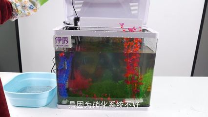魚缸綠藻怎么清除視頻（清除魚缸綠藻的方法）