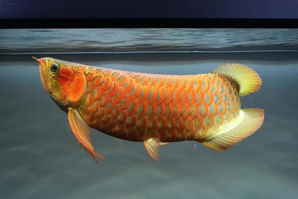 【重慶龍魚價格重慶龍魚圖片重慶龍魚轉讓】