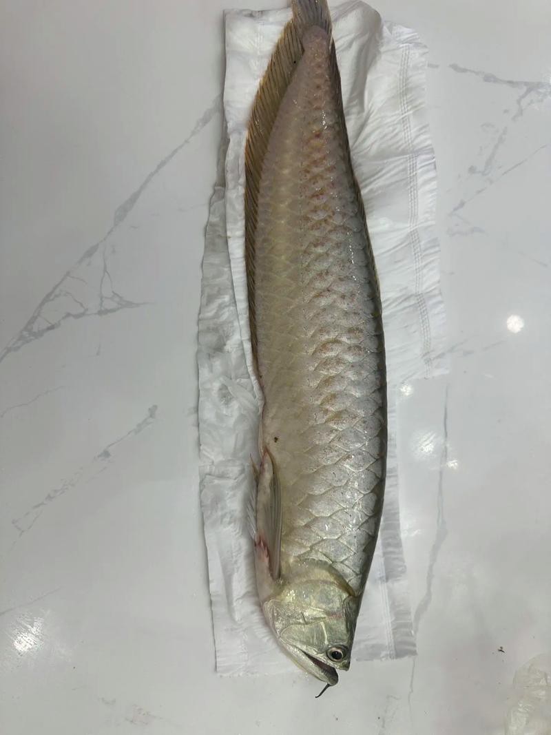 【重慶龍魚價格重慶龍魚圖片重慶龍魚轉讓】
