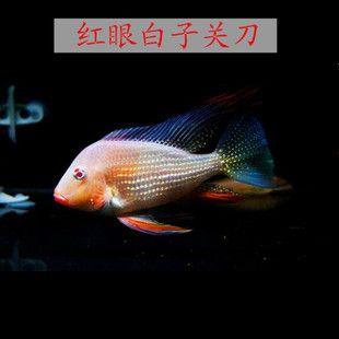 關刀魚可以和龍魚一起養嗎（關刀魚和龍魚是否能夠一起養，取決于多種因素）