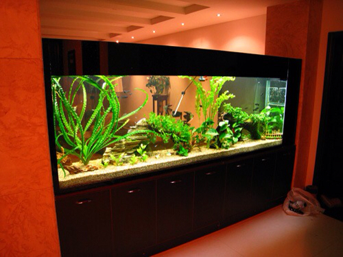 太倉市城廂鎮(zhèn)小王水族館（太倉市城廂鎮(zhèn)小王水族館電話）