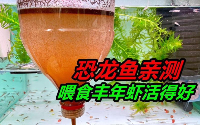 六角恐龍魚怎么吃龍蝦 六角恐龍魚怎么吃龍蝦 龍魚百科 第4張