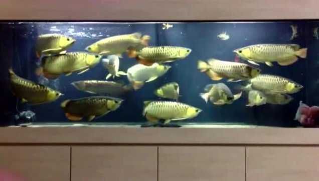 金龍魚(yú)兇嗎（金龍魚(yú)在自然界中具有較強(qiáng)捕食能力和潛在的危險(xiǎn)性）