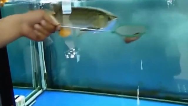 金龍魚(yú)兇嗎（金龍魚(yú)在自然界中具有較強(qiáng)捕食能力和潛在的危險(xiǎn)性）