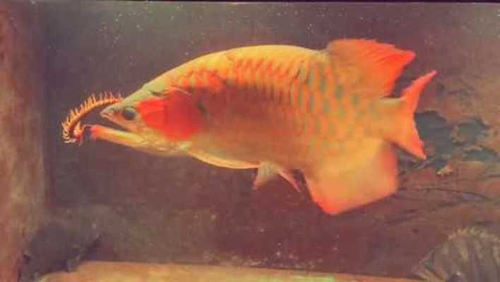 金龍魚(yú)兇嗎（金龍魚(yú)在自然界中具有較強(qiáng)捕食能力和潛在的危險(xiǎn)性）