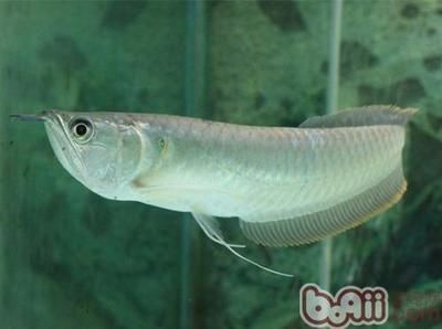 養幾條銀龍魚一星期有一天不喂會死嗎：銀龍魚的飼養方法