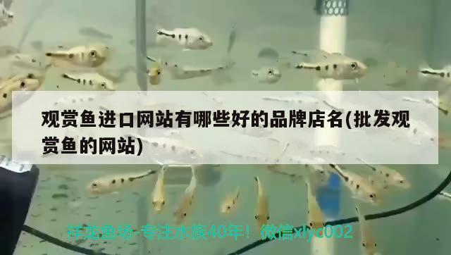 雙塔區興源水族觀賞魚店