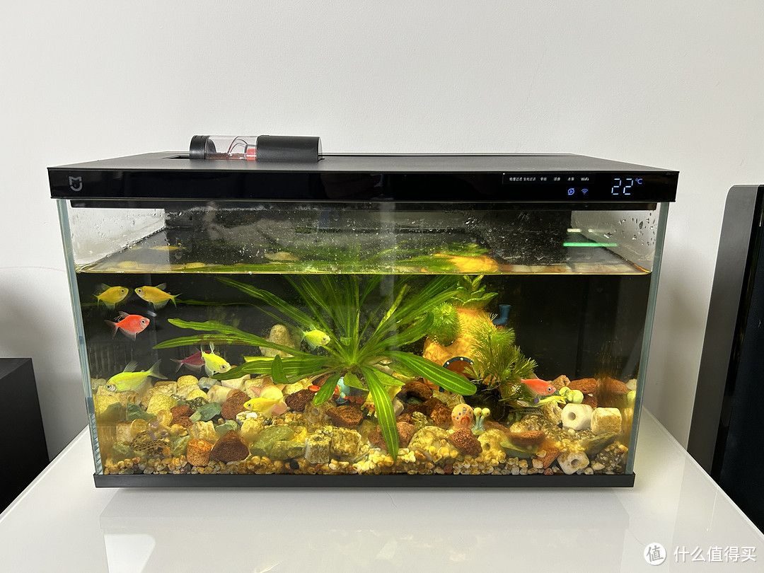 觀賞魚缸水質管理全攻略了解魚缸水質管理全攻略了解：如何判斷魚缸水泵好壞