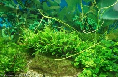 地圖魚的魚缸是否可以放水草，養(yǎng)魚者需要注意以下幾點(diǎn)：養(yǎng)地圖魚的魚缸可以放水草嗎？