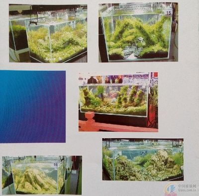 地圖魚的魚缸是否可以放水草，養(yǎng)魚者需要注意以下幾點(diǎn)：養(yǎng)地圖魚的魚缸可以放水草嗎？