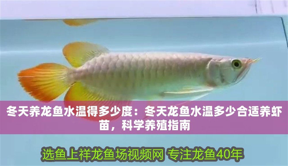 冬天養龍魚水溫得多少度：冬天龍魚水溫多少合適養蝦苗，科學養殖指南