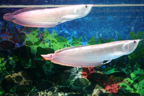 藍色銀龍魚多少錢一條