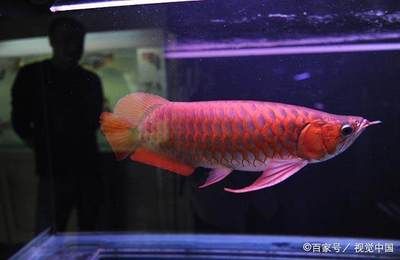 多大的龍魚適合新手養(yǎng)（十大適合新手養(yǎng)的龍魚品種→maigoo生活榜）