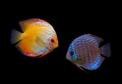 魚缸光照顏色選擇指南：魚缸光照顏色的選擇