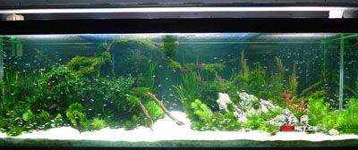 魚缸造景圖片大全1.2米（1.2米魚缸造景圖片大全1.2米魚缸造景圖片大全）