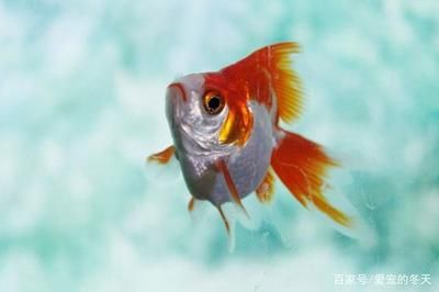 魚缸好壞如何選擇