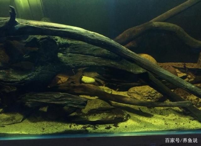 魚缸好壞如何選擇