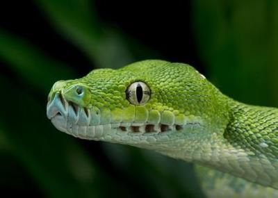 夢見龍和魚是什么預兆：周公解夢：夢見龍和魚的預兆