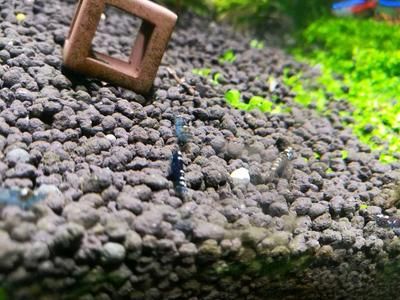 野生魚缸里：野生魚缸水草選擇技巧