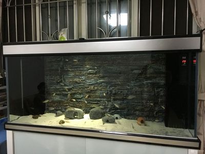 水族箱造景的藝術與技巧——底濾魚缸：底濾魚缸布景需要考慮到魚缸的深度、光照、光照、水質等因素