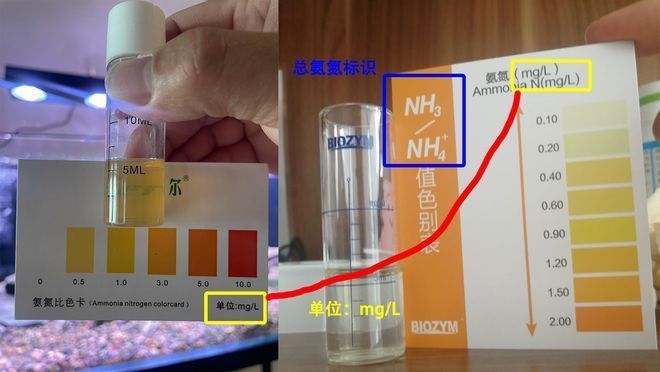 如何檢測魚缸氨氮含量：如何檢測魚缸的氨氮含量