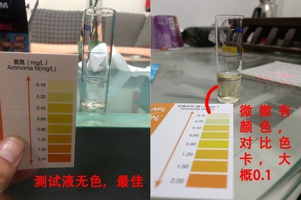 如何檢測魚缸氨氮含量：如何檢測魚缸的氨氮含量