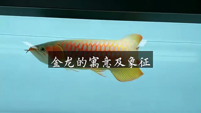 金龍魚標志含義是什么 金龍魚標志含義是什么 龍魚百科 第4張
