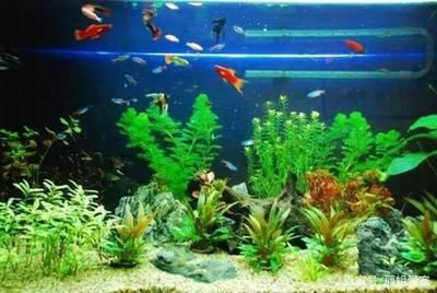 魚缸多長時間放一次硝化細菌（魚缸中硝化細菌的投放頻率） 魚缸多長時間放一次硝化細菌（魚缸中硝化細菌的投放頻率） 魚缸百科 第4張