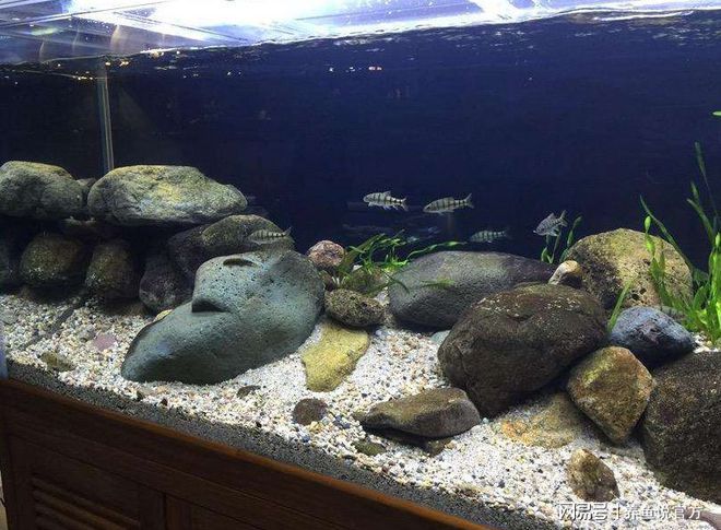 魚缸多長時間放一次硝化細菌（魚缸中硝化細菌的投放頻率） 魚缸多長時間放一次硝化細菌（魚缸中硝化細菌的投放頻率） 魚缸百科 第3張