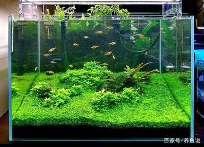 魚缸多長時間放一次硝化細菌（魚缸中硝化細菌的投放頻率） 魚缸多長時間放一次硝化細菌（魚缸中硝化細菌的投放頻率） 魚缸百科 第1張