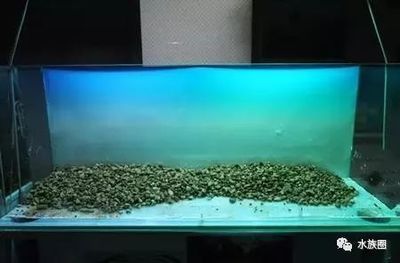黑金沙魚缸造景的優缺點：黑金沙魚缸造景的優缺點：如何正確使用黑金沙進行魚缸造景 黑金沙魚缸造景的優缺點：黑金沙魚缸造景的優缺點：如何正確使用黑金沙進行魚缸造景 魚缸百科 第4張