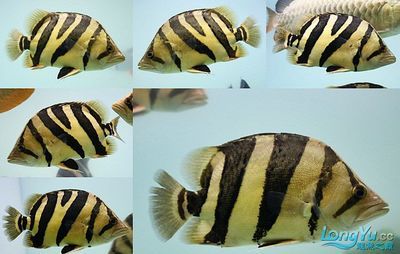 龍魚魚缸濾材多久更換（龍魚魚缸濾材多久更換一次）
