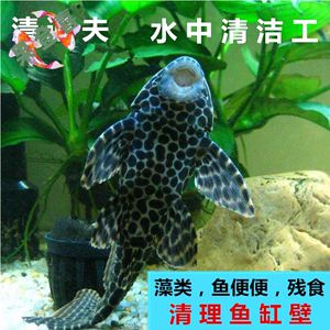 觀景魚缸怎么清理糞便的方法（清理觀景魚缸糞便的方法是保持水質清潔的重要環節）