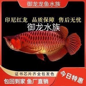 紅龍魚紀錄片（《紅龍魚紀錄片》印尼野生紅龍魚生態環境介紹）