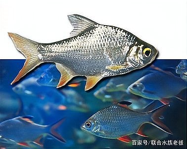 龍魚和泰國鯽魚混養(yǎng)嗎