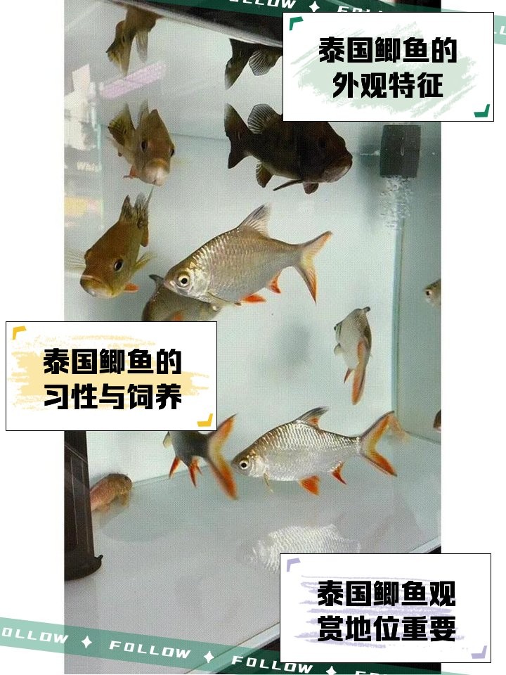 龍魚和泰國鯽魚混養(yǎng)嗎
