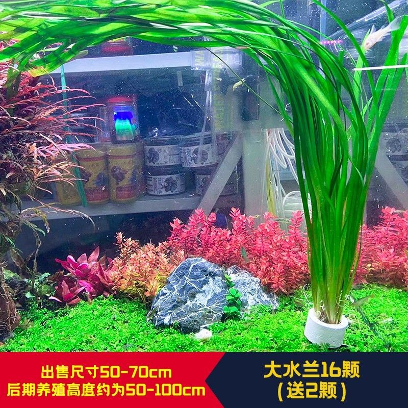 逸樂寵魚缸：關于逸樂寵魚缸的一些詳細信息