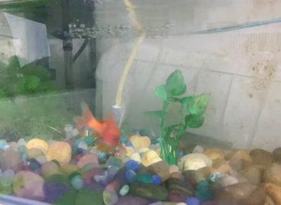 逸樂寵魚缸：關于逸樂寵魚缸的一些詳細信息