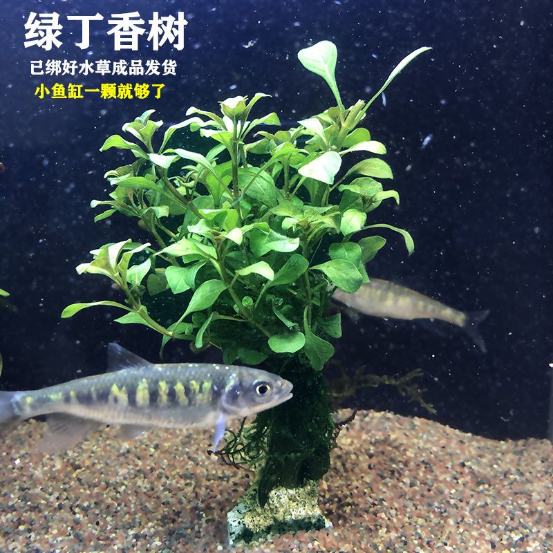 逸樂寵魚缸：關于逸樂寵魚缸的一些詳細信息