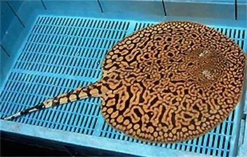 魟魚專用藥物治療案例：魟魚專用藥物治療方法