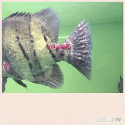 魟魚專用藥物治療案例：魟魚專用藥物治療方法