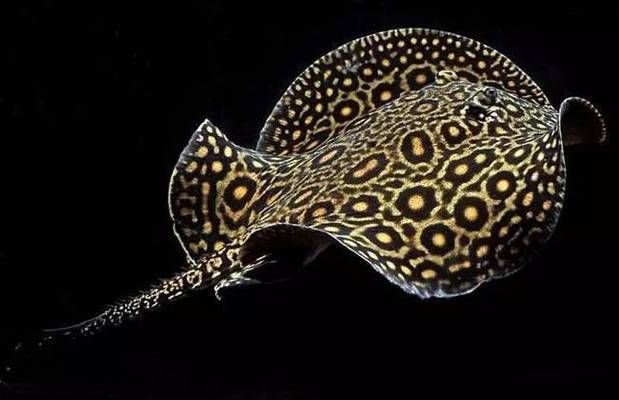 魟魚專用藥物治療案例：魟魚專用藥物治療方法