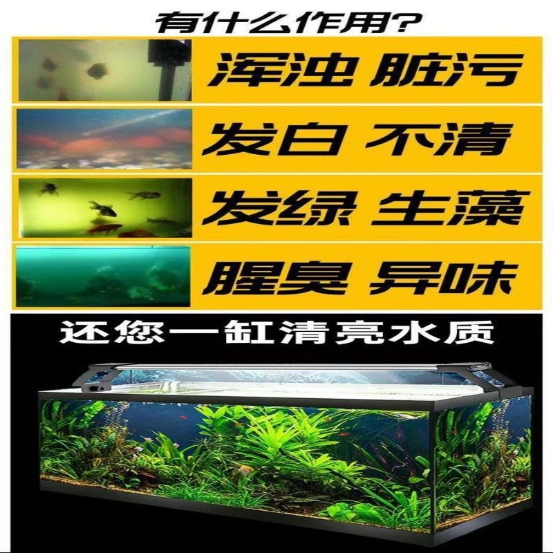 魚缸養魚文案（魚缸養魚）