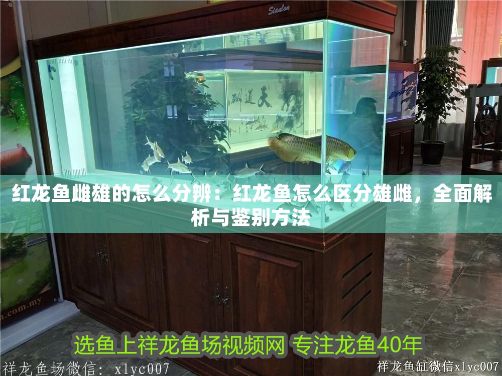 紅龍魚雌雄的怎么分辨：紅龍魚怎么區分雄雌，全面解析與鑒別方法