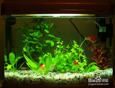 紅龍魚雌雄的怎么分辨：紅龍魚怎么區分雄雌，全面解析與鑒別方法