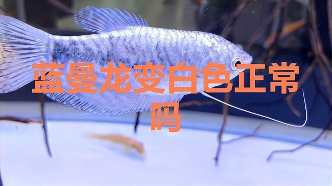 藍(lán)曼龍魚發(fā)白