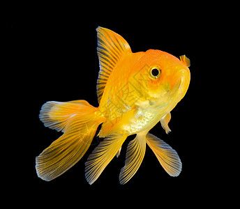 黑底魚缸的設計美學：黑底白背景的魚缸養護技巧在黑底魚缸中養護技巧 黑底魚缸的設計美學：黑底白背景的魚缸養護技巧在黑底魚缸中養護技巧 魚缸百科 第1張