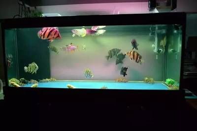 黑底魚缸的設計美學：黑底白背景的魚缸養護技巧在黑底魚缸中養護技巧 黑底魚缸的設計美學：黑底白背景的魚缸養護技巧在黑底魚缸中養護技巧 魚缸百科 第4張