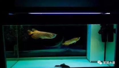 龍魚游到魚缸底部:龍魚為什么游到魚缸底部 龍魚百科 第2張 龍魚游到魚缸底部:龍魚為什么游到魚缸底部 龍魚游到魚缸底部:龍魚為什么游到魚缸底部 龍魚百科 第2張