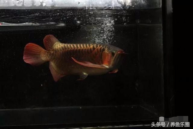 養龍魚換水后放什么（養龍魚換水后的注意事項）